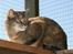Huskat mille