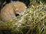 Huskat Garfield