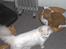 Blanding af racer Albert - Mon de ser hvis jeg driller Garfield lidt..!!!!