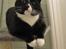 Huskat Middi R.I.P 3. juni 2017 - Middi godt legesyg, julen 2009