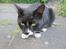 Huskat Middi R.I.P 3. juni 2017 - Middi sommer 2009