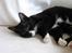 Huskat Middi R.I.P 3. juni 2017