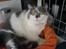 British Shorthair DK Hentzel's Milli R.I.P. - Smukke milli.
