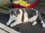 British Shorthair DK Hentzel's Milli R.I.P. - Tyksak.