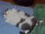 British Shorthair DK Hentzel's Milli R.I.P. - Hendes yndlings afslapnings stilling. hihi. 