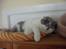 British Shorthair DK Hentzel's Milli R.I.P.