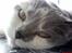 British Shorthair DK Hentzel's Milli R.I.P. - Søde milli.