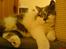 British Shorthair DK Hentzel's Milli R.I.P. - afslapning