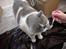 British Shorthair DK Hentzel's Milli R.I.P. - MAD! MAD!