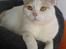 British Shorthair Dk Hentzel's Nuller 11 år - Nunu´drengen.<3