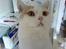 British Shorthair Dk Hentzel's Nuller 11 år - Lille mis.
