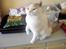 British Shorthair Dk Hentzel's Nuller 11 år - Han giver pote, 
