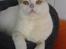British Shorthair Dk Hentzel's Nuller 11 år - hvad har du der?