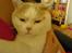 British Shorthair Dk Hentzel's Nuller 11 år - Nusse´Nuller.