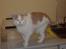 British Shorthair Dk Hentzel's Nuller 11 år - blitz i øjnene. 