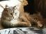 Maine Coon Simba