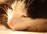 Huskat Sir. Montgomery - Velkommen til montys profil .o0O~Monty~O0o. 