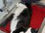 Huskat Sir. Montgomery - Ja, han ligger som sagt over alt !!! .o0O~Monty~O0o. 