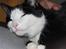 Huskat Sir. Montgomery - Den fedte-Røv ! @: 