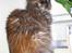 Maine Coon Misty