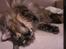Maine Coon Misty