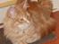 Maine Coon Basse (Joe)