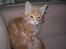 Maine Coon Basse (Joe)