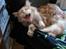 Maine Coon Basse (Joe)