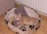 Maine Coon Basse (Joe)