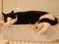 Huskat Sir. Montgomery - Her ELSKER han at ligge :)