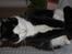 Huskat Sir. Montgomery - Undskyld at det vender forkert :) han sidder op og sover :)