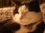 Huskat Sir. Montgomery - Smukke fotomodel :)