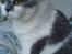 British Shorthair DK Hentzel's Milli R.I.P.