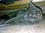 Blanding af racer Junior R.I.P min elskede - ligger lige og flader lidt ud