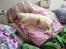 British Shorthair Dk Hentzel's Nuller 11 år - Nuller er blevet træt
