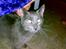 Blanding af racer Junior R.I.P min elskede - hej er du her OSSS??