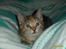 Huskat Middi ( R.I.P) - Billede 5 af Middi 