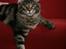 Maine Coon RW QGC MTNest Jackman