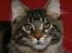 Maine Coon RW QGC MTNest Jackman