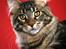 Maine Coon RW QGC MTNest Jackman