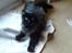 Maine Coon Mia R.I.P