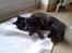 Maine Coon Mia R.I.P
