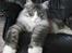 Maine Coon Anakin Skywalker - Man er vel lækker