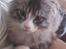 Maine Coon Anakin Skywalker