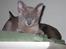 Burmeser Carenso's Balder/Whisky - Lige ankommet i dag 30/01-08