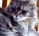 Maine Coon Bella R.I.P.