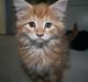 Maine Coon Mille