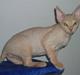 Devon Rex DK Crispus Luke SkyWalker