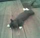 Huskat Dunner