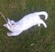 Huskat Basse